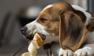 哪四类人不适合养宠物狗